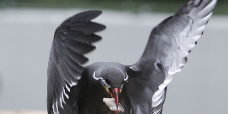 Seit April leben zwölf Inka-Seeschwalben in der Voliere beim Eingang des Zoos Zürich. (Archivbild)