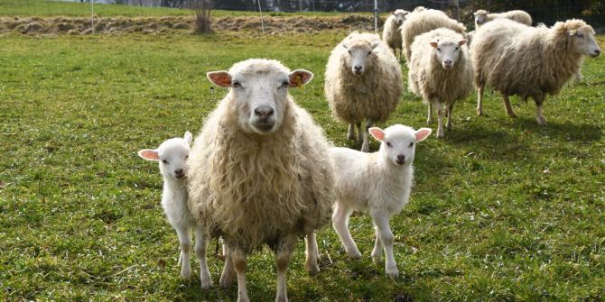 Schafe Thalwil Biodiversität Rasen