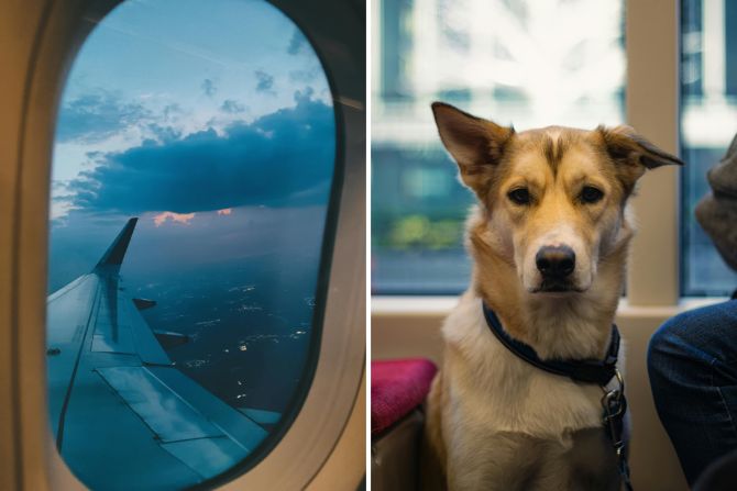 Hunde dürfen in die Kabine.