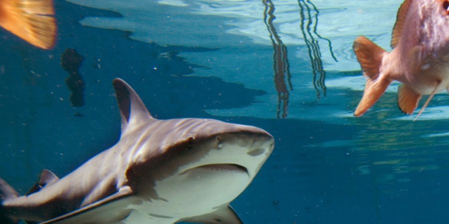 Bullenhaie suchen nicht nur Beute, sondern auch soziale Beziehungen - sie wählen offenbar gezielt aus, mit wem sie durchs Meer schwimmen. (Archivbild)