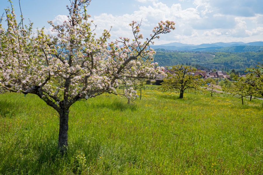 Nuglar Wanderung Obstblüte