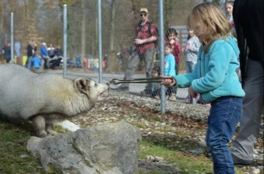 Kindergeburtstag Eisfuchs Fütterung Dählhölzli