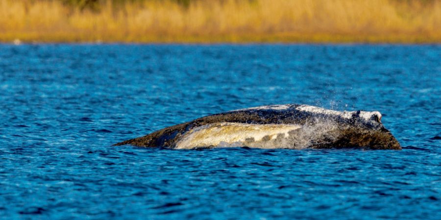 Der Buckelwal liegt vor der Insel Poel an der gleichen Stelle wie am Vorabend. Foto: Jens Büttner/dpa