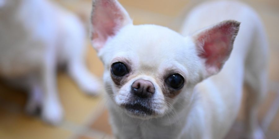 Der Halter eines Chihuahua wurde von der St. Galler Staatsanwaltschaft wegen mehrfacher Tierquälerei per Strafbefehl verurteilt. (Symbolbild)
