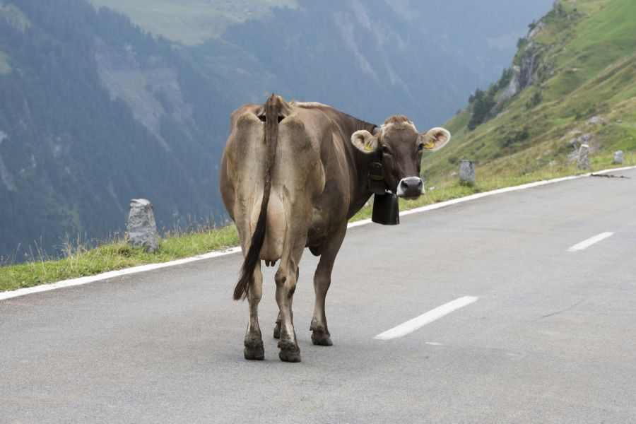 Die Fähigkeiten von Rindern sorgen für Überraschung. (Symbolbild)