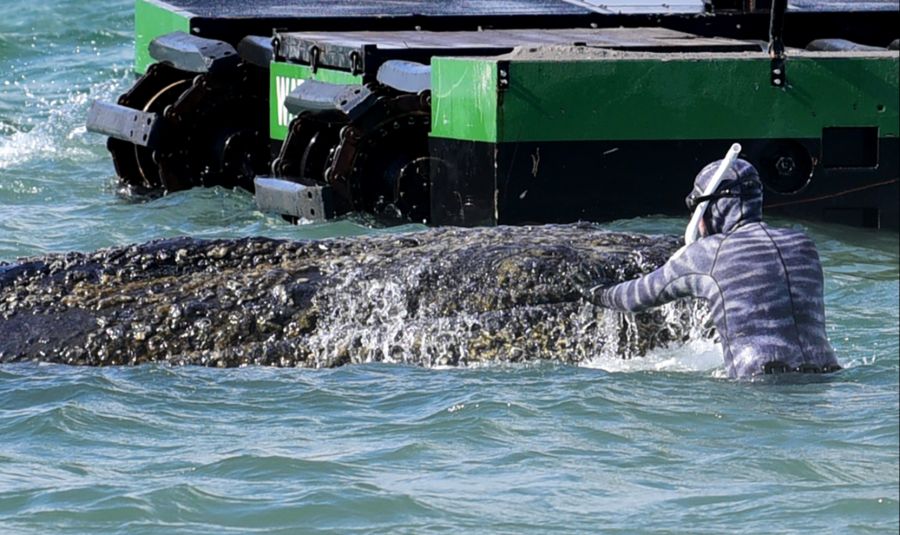 Er versucht, den vor Timmendorfer Strand festsitzenden Buckelwal freizubekommen.