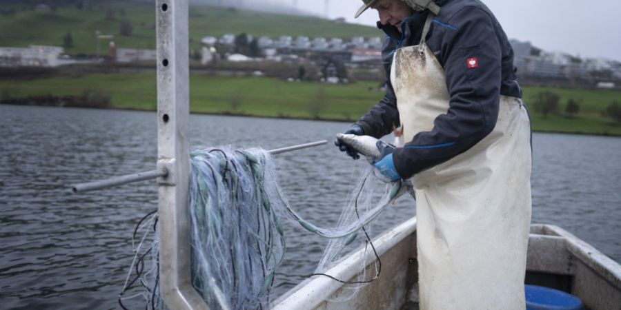 Aufgrund der erhöhten PFAS-Werte im Zugersee dürfen Hecht und Egli nicht mehr als Lebensmittel verkauft oder unentgeltlich abgegeben werden.