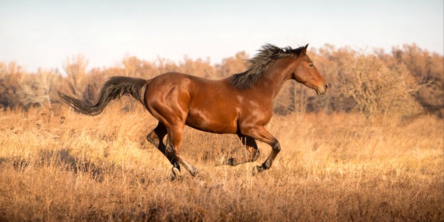 Pferde gehören zu den fünf schnellsten Tieren an Land.