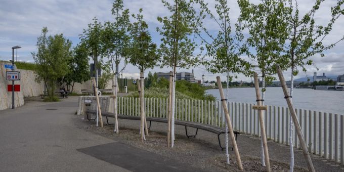 Was kürzlich am Elsässerrheinweg umgesetzt wurde, soll nun auch auf weiteren Flächen der Stadt geschehen: Eine Motion fordert verbindliche Baumpflanzungsmassnahmen. Jungbäume