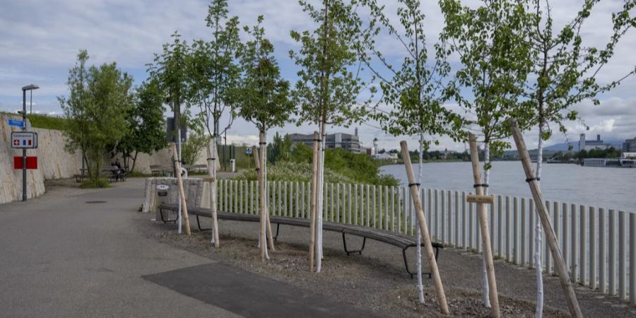 Jungbäume