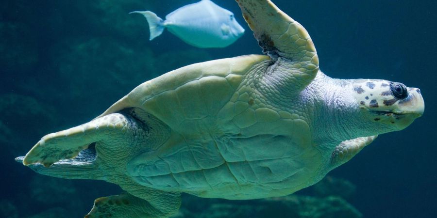 «Die Tatsache, dass die Brutzeit früher beginnt, deutet darauf hin, dass die Schildkröten sich anpassen, um die sehr hohen Temperaturen im Sommer zu vermeiden.»