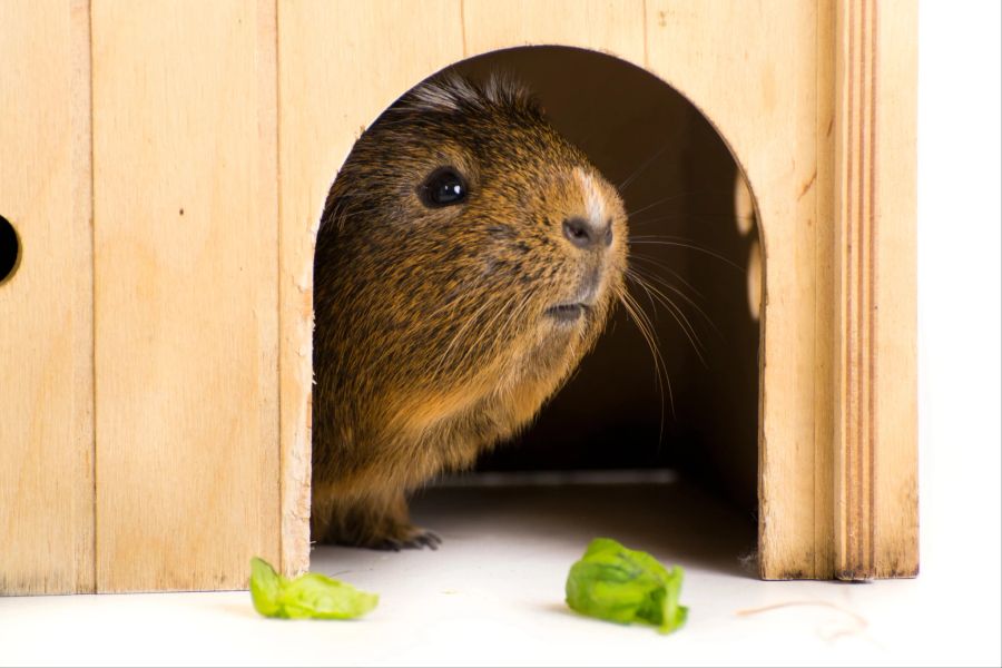 Es gibt viele Möglichkeiten, den Meerschweinchen Beschäftigung anzubieten und sie zur Nutzung von Spielzeug zu animieren.