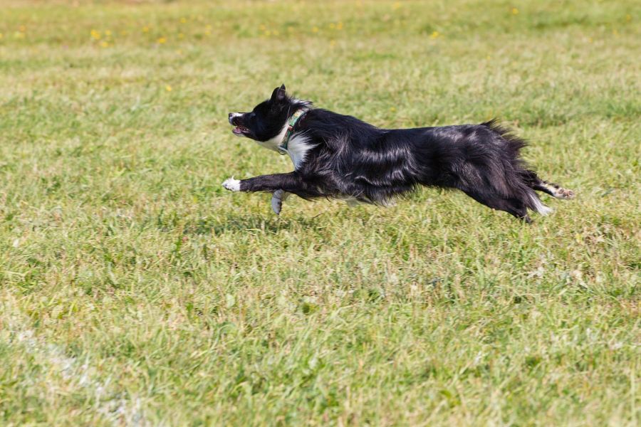 zoomie hund