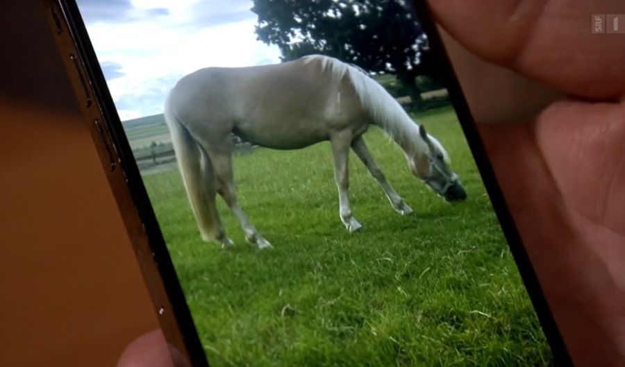 In diesem Zustand verkaufte Erich Grasberger eines seiner Pferde an die Schweizer Halterin von Ramiswil.