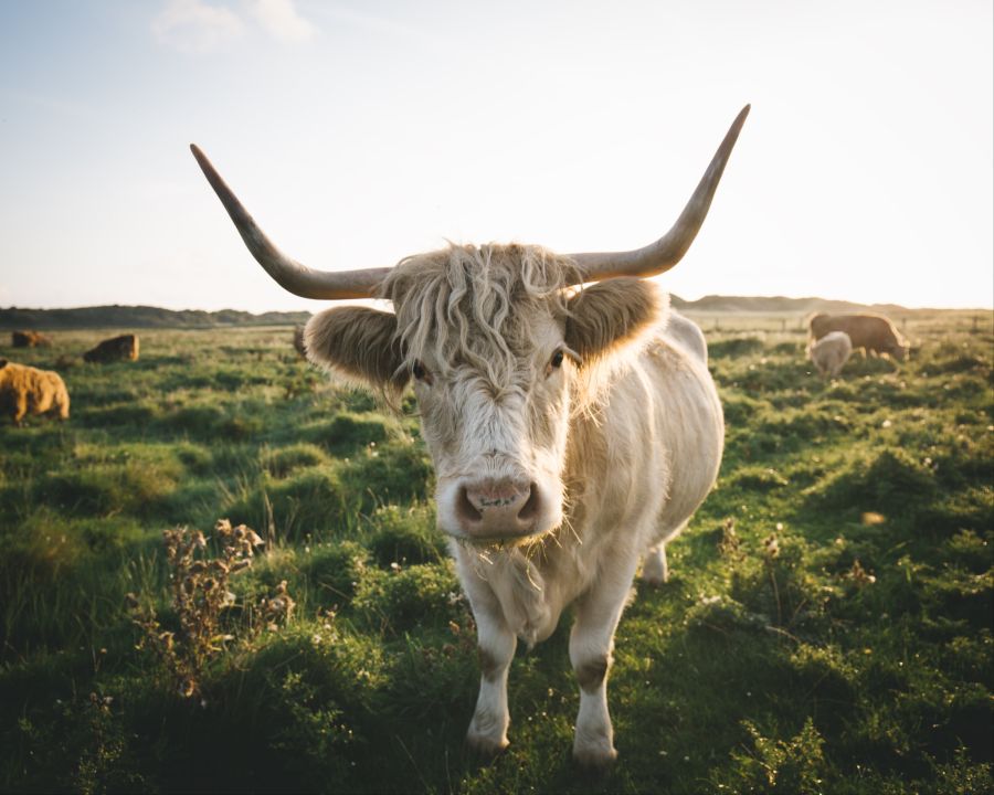 Rind Wiese Sonnenuntergang