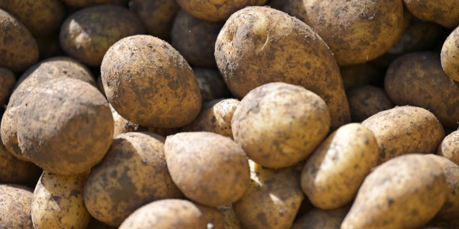 Kartoffelernte Überschuss Futter Kühe