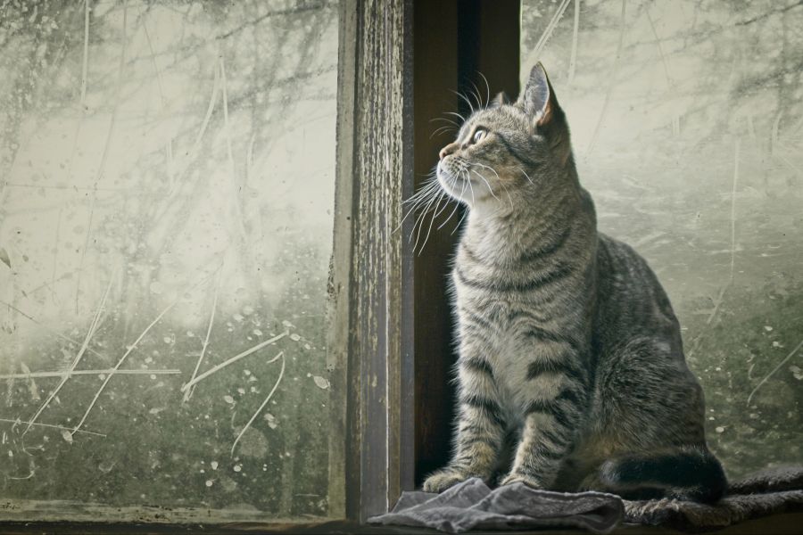 katzen weltweit