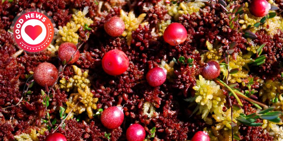 Cranberry
