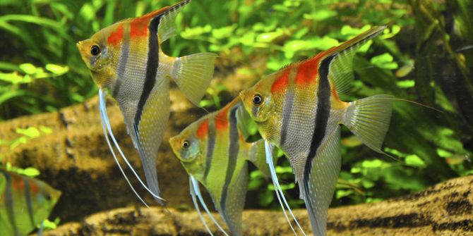 fische glücklich