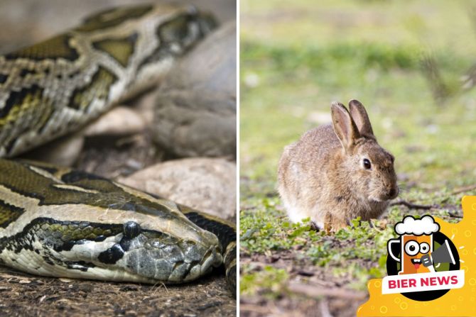 Tigerpython und Kaninchen