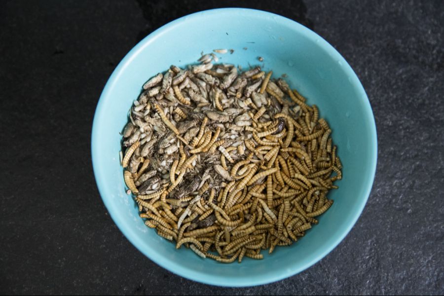 Laut einer Studie ist einer der wichtigsten Faktoren für die Bereitschaft, Insekten zu essen: der Geschmack.