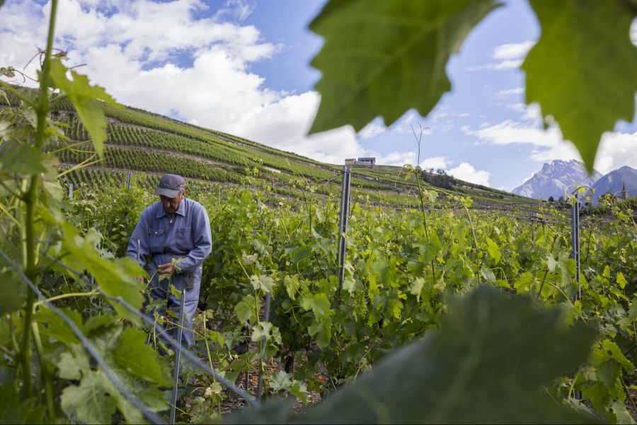 Immer häufiger rufen Walliser Winzer beim Dachverband wegen psychischen Problemen an. (Symbolbild)