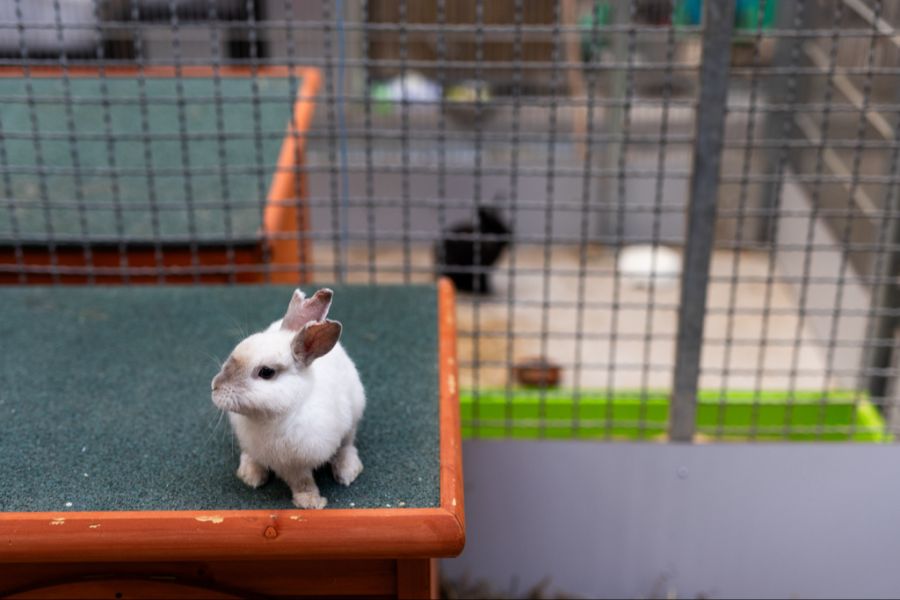 Vorerst ist das Pilotprojekt der Stiftung Tierklappe auf Kaninchen und Nagetiere ausgelegt. (Symbolbild)