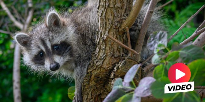 Waschbär