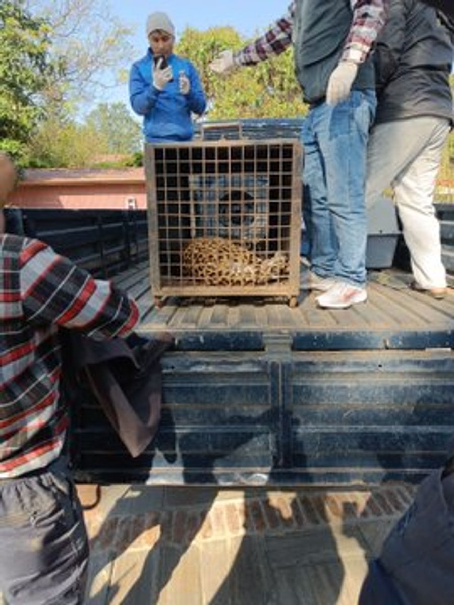 Leopard Schweizer Botschaft