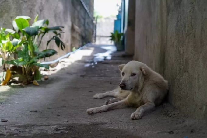 In vielen süd- und osteuropäischen Ländern leben Hunde auf der Strasse. hund auf Strasse