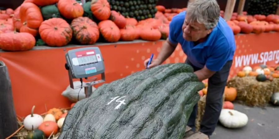 Stolze 56,75 Kilo brachte diese Zucchini auf die Waage - ein neuer deutscher Rekord. Foto: Monika Skolimowska/dpa-Zentralbild/dpa