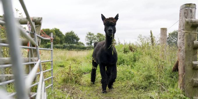 Das Alpaka Geronimo soll eingeschläfert werden. geronimo alpaka