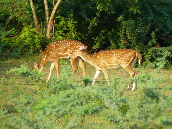 gepard