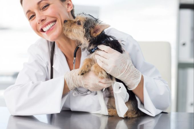 Die Homöopathie kann helfen, Antibiotika bei Tieren einzusparen. Homöopathie