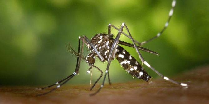 Tigermücke Chikungunya erster Impfstoff