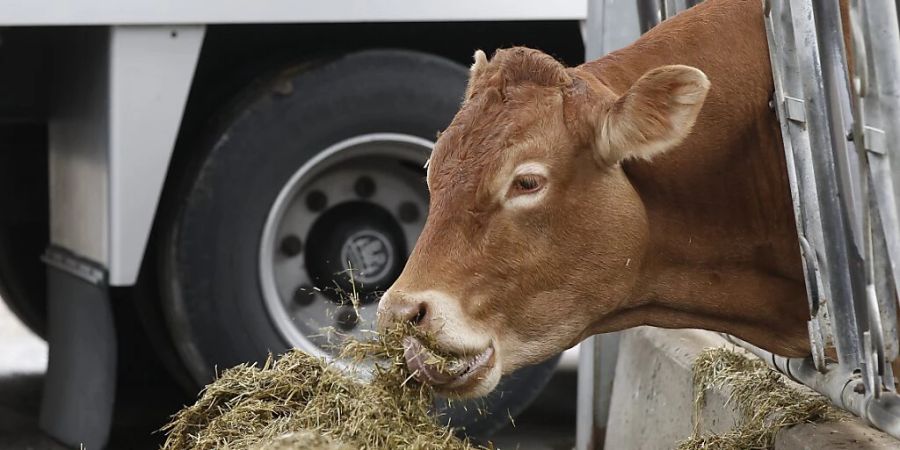 Atypische BSE kann bei Kühen auch spontan und ohne Tiermehl in Futtermitteln auftreten.