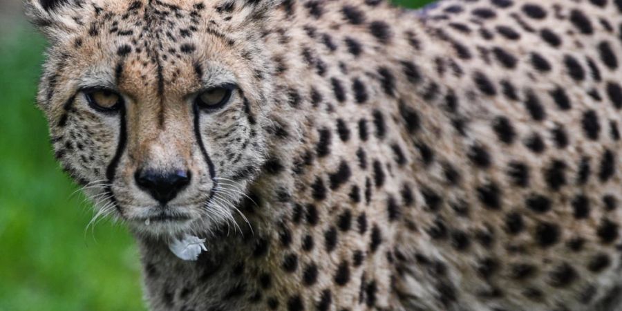 Geparden sind weltweit bedroht. Nun wurden in Indien zwei aus Namibia eingeführte Geparden ausgewildert - 70 Jahre nach ihrer Ausrottung in dem Land.