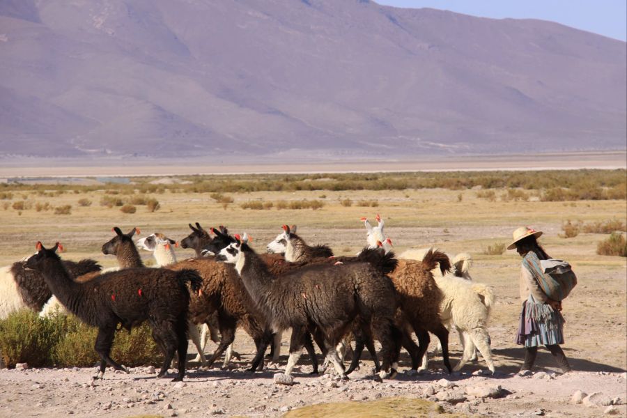 Lamas Hochebene Bolivien Hirten