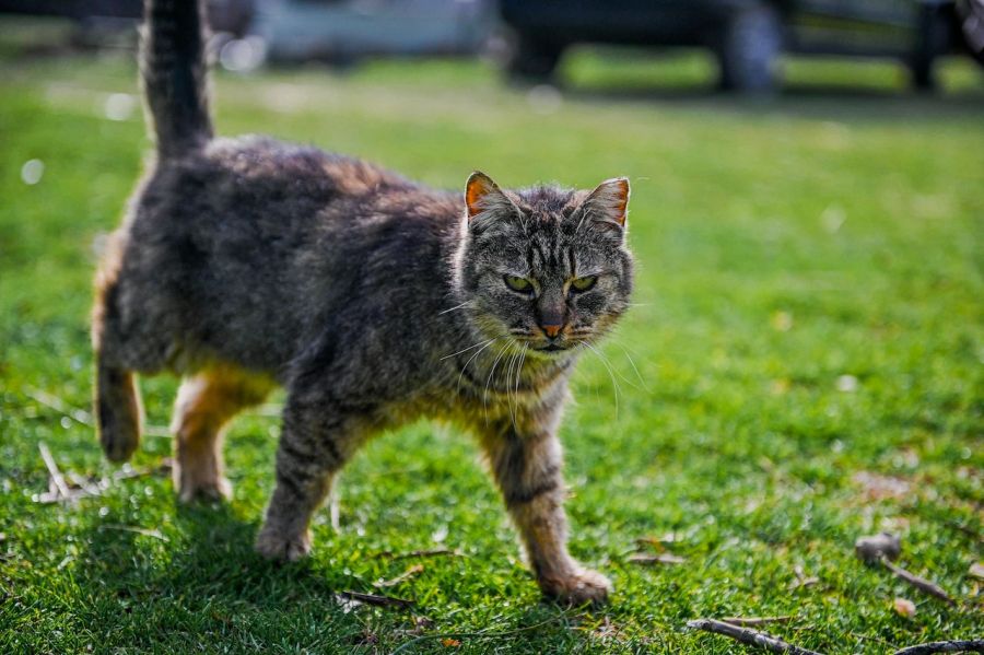 Katze im Gras