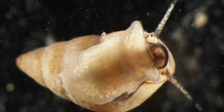Kommt der Studie zufolge weniger im Wattenmeer vor: die Gemeine Wattschnecke (Peringia ulvae).