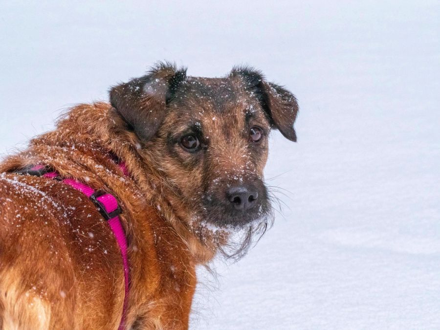 Hund im Schnee