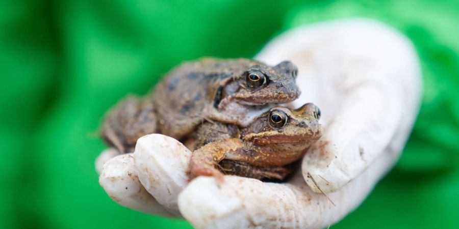 Eine Mitarbeiterin des Bund Naturschutzes (BUND) hält zwei Grasfrösche in der Hand.