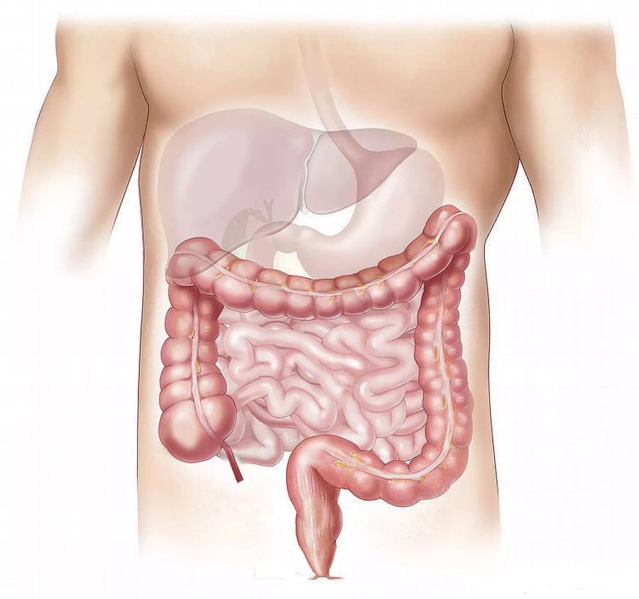 Anatomie Organe Mensch Grafik