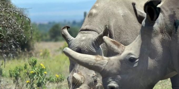 In Afrika werden jedes Jahr Hunderte Nashörner wegen ihres Horns getötet – in Südafrika sind die Tiere besonders gefährdet. (Symbolbild) Hunderte Nashörner