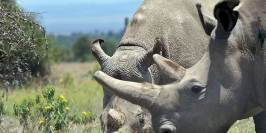 Breitmaulnashörner in Kenia