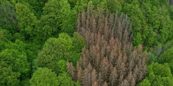 Deutsche Wälder absorbieren drei Prozent von CO2-Emissionen Deutsche Wälder absorbieren drei Prozent von CO2-Emissionen