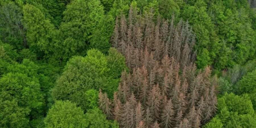 Deutsche Wälder absorbieren drei Prozent von CO2-Emissionen