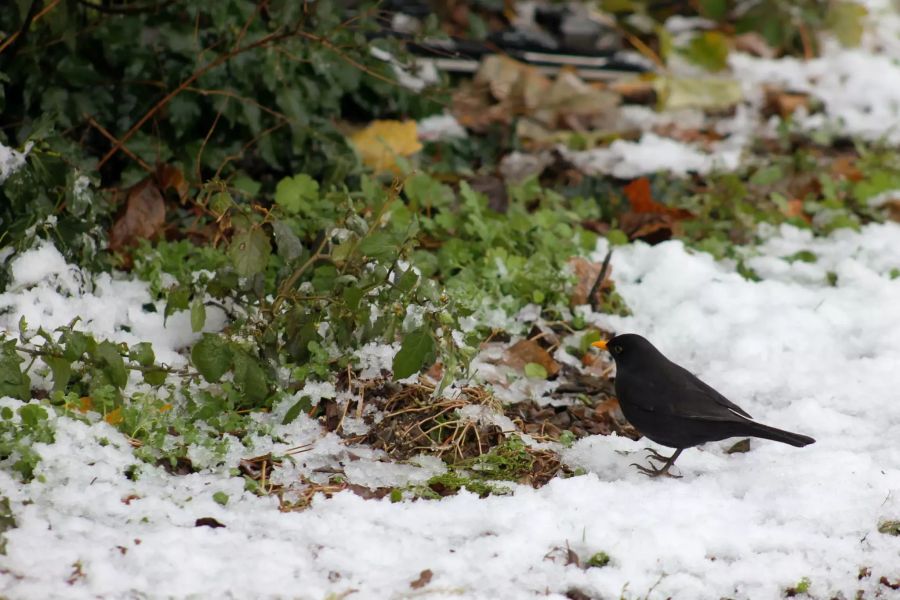 Amsel vor Laub unter Schnee