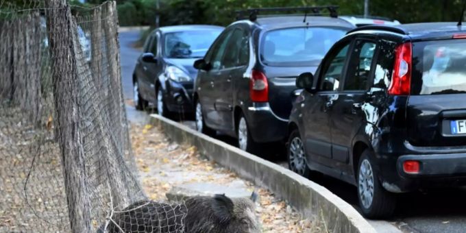 Wildschwein auf Nahrungssuche in Rom Wildschwein auf Nahrungssuche in Rom