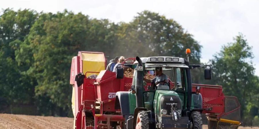 Die Preise für Kartoffeln sind nach Angaben der Landwirtschaftskammern zuletzt gesunken. Foto: Philipp Schulze/dpa